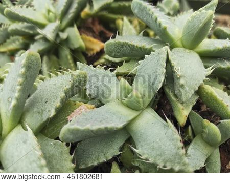 Leaves Of A Faucaria Tigrina, A Succulent Plant Endemic In South Africa.