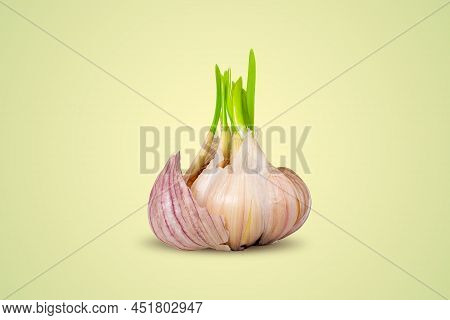 Garlic Sprouted On Light Background. Close-up. Greens For Growing At Home. Fresh Garlic Shoots. Whol