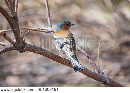 Common Chaffinch, Fringilla Coelebs, Sits On A Branch In Spring On Green Background. Common Chaffinc