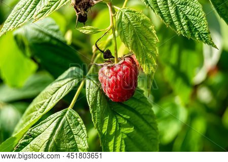 Photography For Whole Ripe Berry Red Raspberry