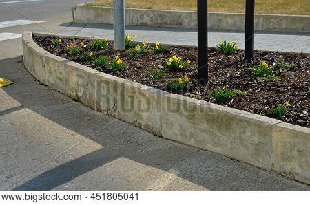 Perennial Beds With Miniature Bunches Of Daffodils In A Bark Mulched Flower Bed On A Hill. Stones An