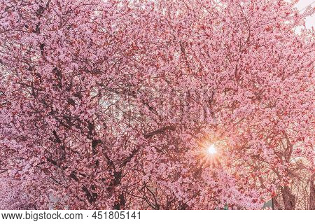 Rays Of Sunlight Through Blooming Pink Petals Of Japanese Sakura. Pink Natural Background Of Bloomin