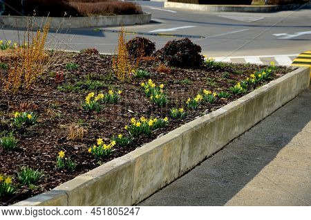 Perennial Beds With Miniature Bunches Of Daffodils In A Bark Mulched Flower Bed On A Hill. Stones An