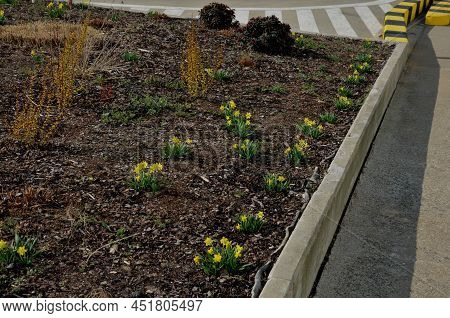 Perennial Beds With Miniature Bunches Of Daffodils In A Bark Mulched Flower Bed On A Hill. Stones An