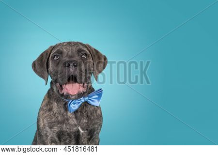 Cute Portrait Of Brindle Cane Corso Dog Puppy, Siting Up Facing Front Wearing A Blue Satin Bow Tie A