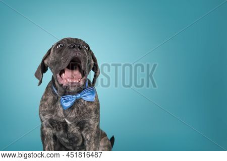 Crazy Portrait Of Brindle Cane Corso Dog Puppy, Siting Up Facing Front Wearing A Blue Satin Bow Tie 