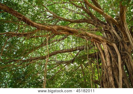 Velké krásné banyan strom