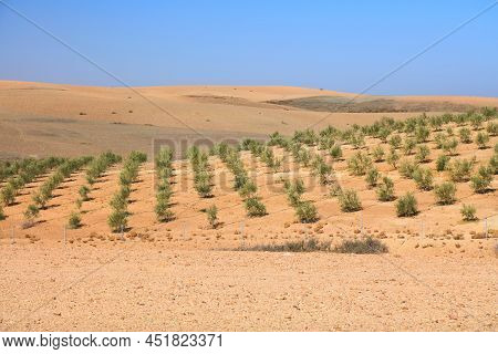 Agafay Desert Landscape Near Marrakech, Morocco. Irrigated Olive Tree Farm In The Desert.