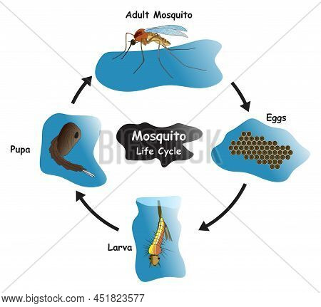 Mosquito Life Cycle Infographic Diagram Showing Different Phases And Development Stages Including Eg