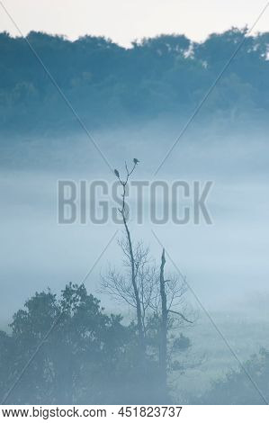 Couple Large Cuckooshrike Mating On The Branch Of Bare Tree In The Morning Mist. Wildlife Sanctuary 