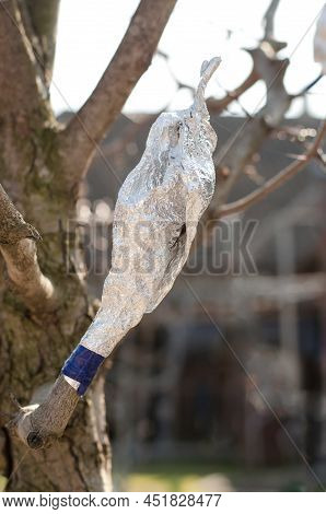 Spring Grafting Of Trees. A Cutting Grafted Onto A Hawthorn Is Wrapped In Foil. Gardening Concept