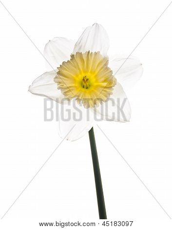 白色和黄色的水仙花花