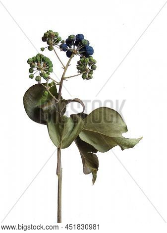 dried pland with little berries and leaves on white
