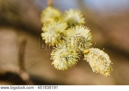 Beautiful Blooming Salix Willow Close Up Detail In Spring