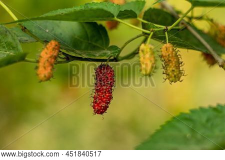 White Mulberry Or Morus Alba, Silkworm Mulberry. Russian Mulberry. Also Known As Mori Folium When Us