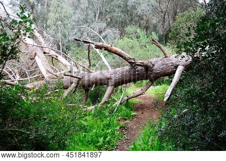 The Path Around Baratz Lake, Sassari, Nurra