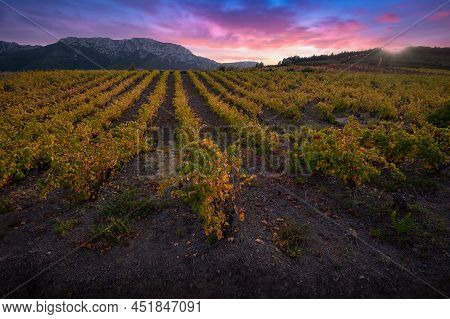 Vineyards Of The Aoc Maury Region In The Aude, High Quality Photo