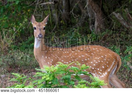 Single Spotted Deer Or Axis In Wild