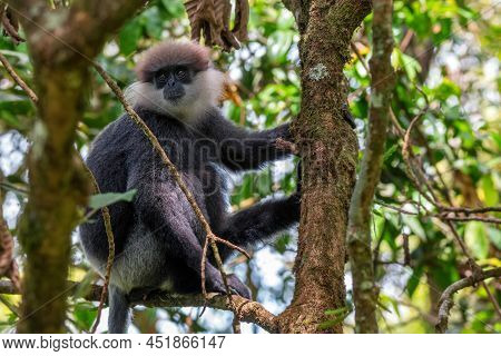 Purple-faced Langur Or Semnopithecus Vetulus In The Jungle