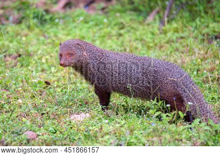 Wild Ruddy Mongoose Or Urva Smithii In Wild