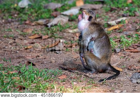 Sri-lankan Toque Macaque Or Macaca Sinica In Wild