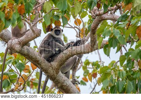 Gray Langur Or Semnopithecus Priam Thersites Sits On Tree