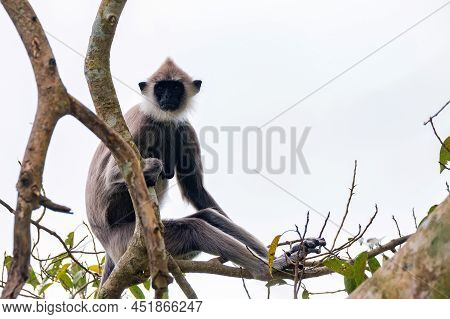Gray Langur Or Semnopithecus Priam Thersites Sits On Tree