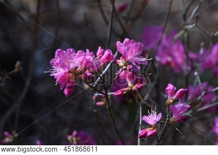 Rhododendron Dilatatum Flowers. Ericaceae Deciduous Shrub. Pink Flowers Bloom Before The Leaves From