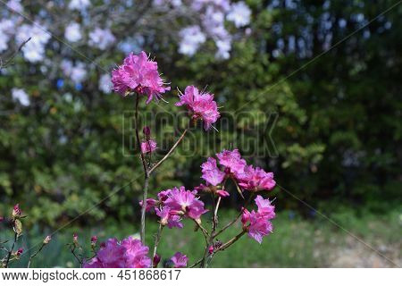 Rhododendron Dilatatum Flowers. Ericaceae Deciduous Shrub. Pink Flowers Bloom Before The Leaves From
