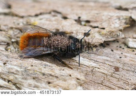 Closeup On A European Orchard Horned Mason Bee, Osmia Cornuta Infested With Parasitic Mites In The G