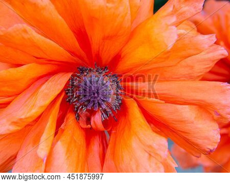 The Red Poppy Is An International Symbol Of Remembrance Of The Victims Of Military Conflicts. Close-