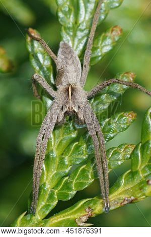 Vertical Closeup On A Nursery Web Spider, Pisaura Mirabilis, Sunbathing In The Garden On Juniperus