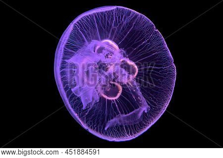 Close Up Of Moon Jellyfish Isolated On Black Background Floating In The Water. Aurelia Aurita Specie