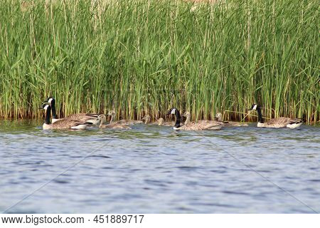 Goose Familie Are Moving Before Winter Is Coming