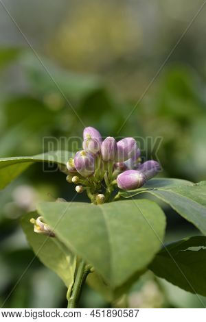 Meyer Lemon Flower Buds In The Spring