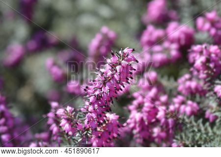 Darley Dale Heath Pink Flowers In Spring