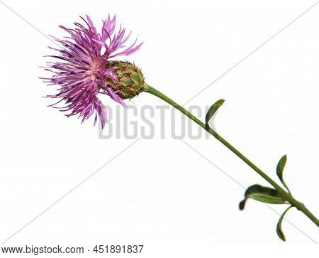 Purple Flower Head Of Centaurea Stereophylla Plant, Isolated On White
