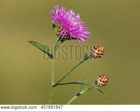 Purple Flower And Buds Of Brown Knapweed, Centaurea Jacea