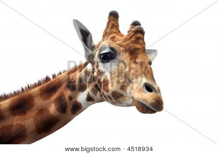 카메라에 보이는 기린