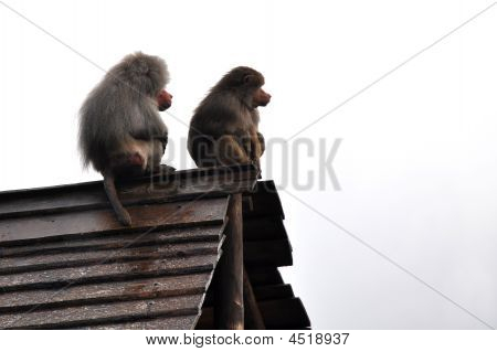 Japoński Makake na zegarek