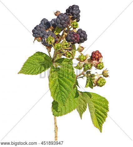 Branch Of European Dewberry With Ripe Fruit Isolated On White, Rubus Caesius