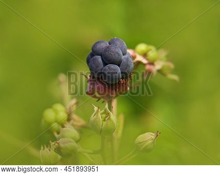 European Dewberry Ripe Fruit In Summer, Rubus Caesius