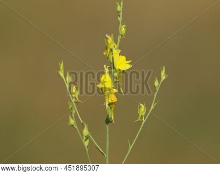 Yellow Flower Of Broomleaf Or Broom-leaved Toadflax, Linaria Genistifolia