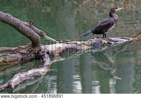 A Great Cormorant On A Foating Branch Of The Park