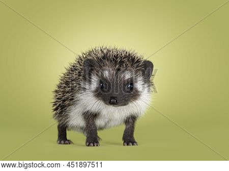 Cute Little Hedgehog Baby. Isolated On A Green Background. Standing Facing Front, High On Legs And L