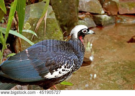 Stunning Black-fronted Piping Guan Or Jacutinga Bird In The Sunlight