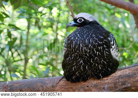 Amazing Black-fronted Piping Guan Or Jacutinga Bird Perching On The Tree