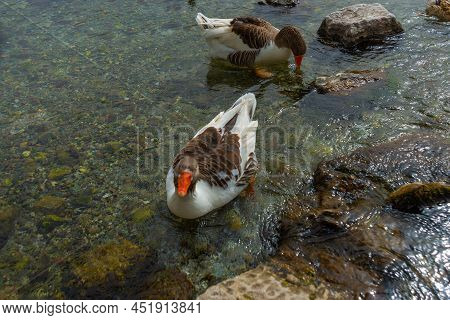 Akyaka, Mugla, Turkey: Ducks Swim In The Azmak River In The Village Of Akyaka.
