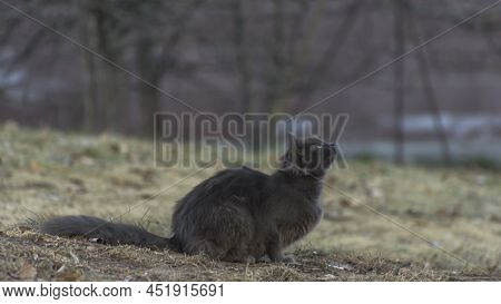 Homeles Cat Is Looking For Shelter. Abandoned Animal, Street Cat. The Cat Is Waiting For New Owners.