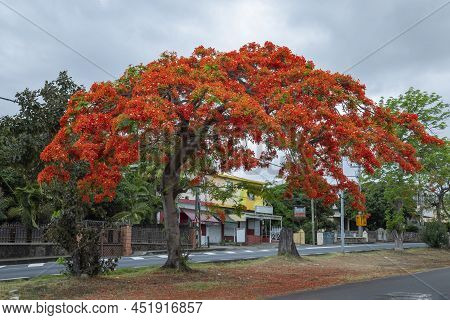 Royal Poinciana, (delonix Regia), Also Called Flamboyant Tree Or Peacock Tree